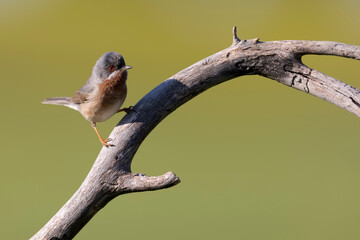Subalpine Warbler male (Sylvia cantillans)