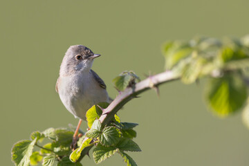 Subalpine Warbler female (Sylvia cantillans)