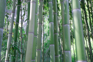 Unique green tropical environment with bamboo trees