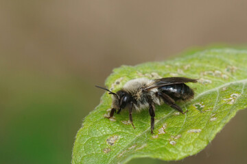Closeup on a Grey-backed mining bee , Andrena vaga sitting in the shrubs