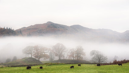 Beautiful Autumn landscape image of River Brathay in Lake District lookng towards Langdale Pikes with fog across river and vibrant woodlands