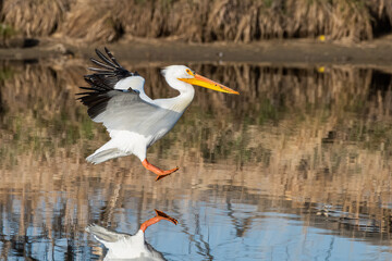 Migratory birds in Colorado. American White Pelican in flight.