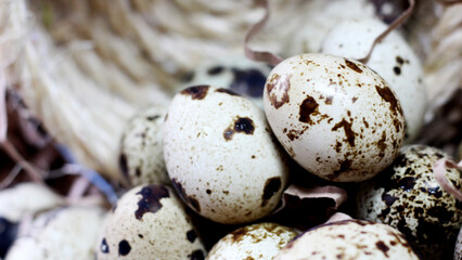 Obraz premium Quail eggs and nest, nature
