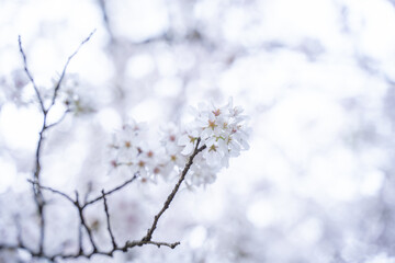 Obraz premium 桜