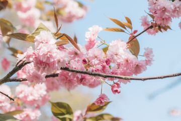 Fototapeta na wymiar Pink cherry blossom with blue sky in the park