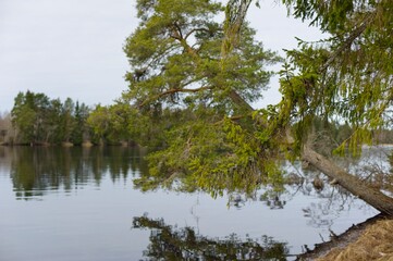 The river Västerdalälven in the woods of Dalarna in Sweden.