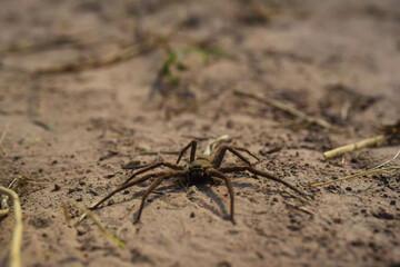 Terrifying spiders on the ground