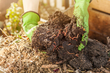 Compost with Worms from Organic Waste on Compost Heap. Bio Humus, Zero Waste, Eco Friendly, Waste Recycling Concept. Close up. - obrazy, fototapety, plakaty