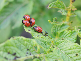 Larvae of the Colorado potato beetle eat a potato leaf. Closeup. An illustration on the theme of protecting this agricultural plant from pests. Farm and gardening. Macro