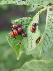 Larvae of the Colorado potato beetle eat a potato leaf. Closeup. Illustration on the theme of protecting this agricultural plant from bugs. Farm and gardening. Vertical stories. Macro