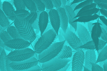 Fototapeta na wymiar Vegetable mystical background from meadowsweet leaves. Abstract natural wallpaper from the foliage of a ornamental shrub. Bright turquoise tinted plant backdrop