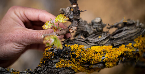 Vides y viñedos en España