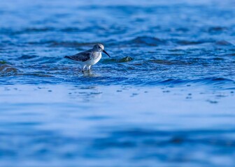 Little bird standing in water. A bird.