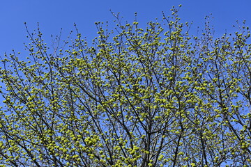 tree buds bloom in spring against a blue sky. colorful nature.