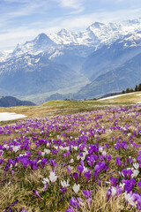 Fototapeta premium Wild crocus flowers on the alps with snow mountain at the background in early spring - manual focus and focus stacking