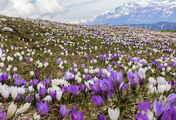 Wild crocus flowers on the alps with snow mountain at the background in early spring - focus stacking
