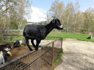 goat (Capra hircus) is a domesticated species of goat-antelope typically kept as livestock. It was domesticated from the wild goat (C. aegagrus) of Southwest Asia and Eastern Europe. The goat is a mem - obrazy, fototapety, plakaty