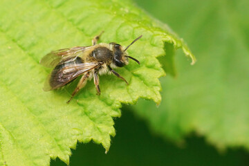 Closeup on a female mellow miner bee, Andrena mitis , sitting on a green leaf