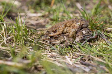 pairing of common toats (bufo bufo) in a meadow