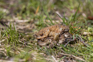 pairing of common toats (bufo bufo) in a meadow