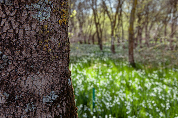 Cropped view of snowdrop field with selective focus on tree trunk.
