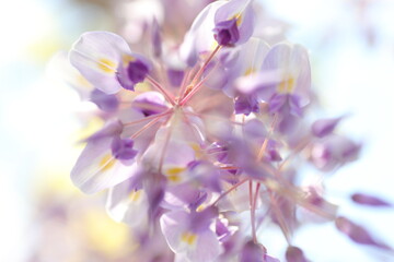 藤の花　下から