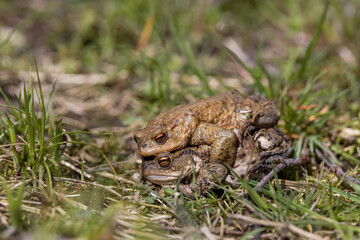pairing of common toats (bufo bufo) in a meadow