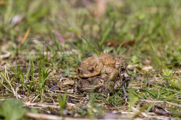 pairing of common toats (bufo bufo) in a meadow