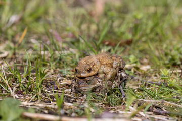 pairing of common toats (bufo bufo) in a meadow