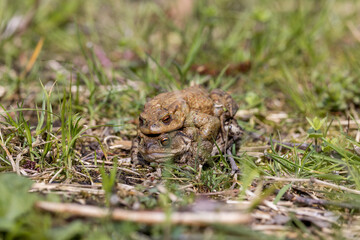 pairing of common toats (bufo bufo) in a meadow