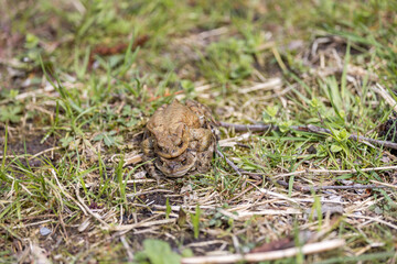 pairing of common toats (bufo bufo) in a meadow