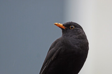 Nahaufnahme von einer männlichen Amsel mit Regentropfen auf dem Gefieder