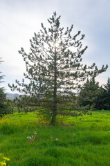 Image of pine tree with thinned leaves.
