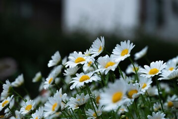 雨と風で揺られる白い花