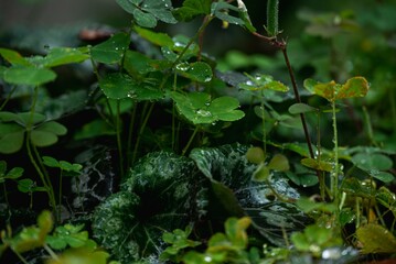 雨で生き生きとしているクローバー達