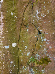 Close up of weathered sandstone rock with mosses, lichens and cracks in rock