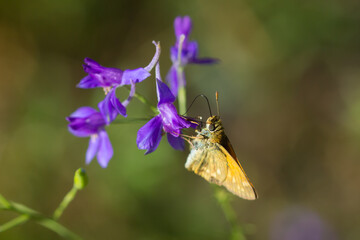 The large skipper (lat. Ochlodes sylvanus), of the family Hesperiidae, on the field larkspur (lat. Consolida regalis), of the family Ranunculaceae. Central Russia.