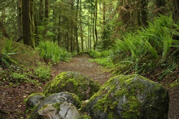 Rocks on trail