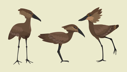 Hamerkop wading bird collection. Named by Afrikaans word for hammerhead. - obrazy, fototapety, plakaty