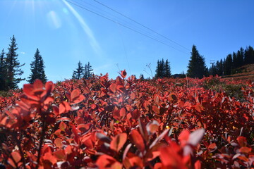 bilberry bush in autumn in the swiss alps
