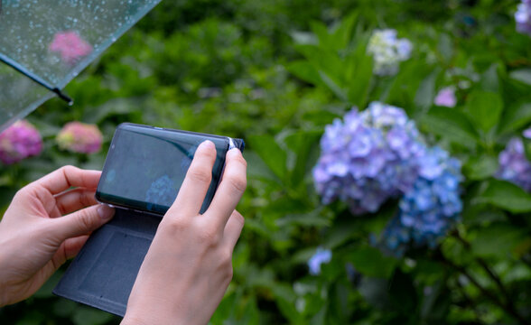 A woman taking pictures of hydrangea using a smartphone on a rainy day. 雨の日にスマートフォンを使ってアジサイの写真を撮る女性。