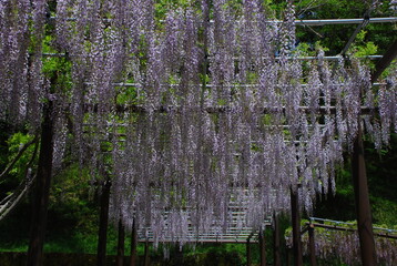藤棚