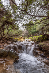 Parod or Farod Falls in northern Israel is a beautiful place to hike in the Winter and Spring.
