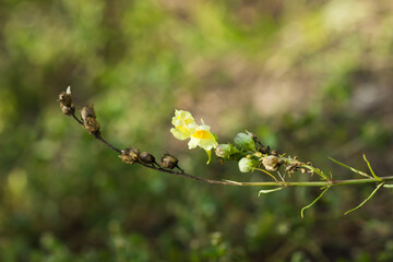 The common toadflax (lat. Linaria vulgaris), of the family Plantaginaceae. Central Russia.