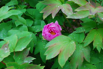 春の雨