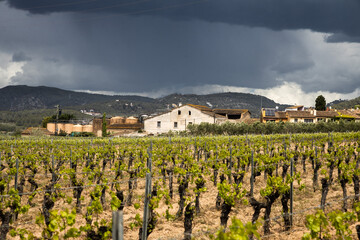 Fototapeta na wymiar Vineyard in spring before the rain, dramatic sky. Field of grape vines in Spain, lonely tree with old house, wine grape area. 