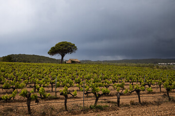 Fototapeta na wymiar Vineyard in spring before the rain, dramatic sky. Field of grape vines in Spain, lonely tree with old house, wine grape area. 