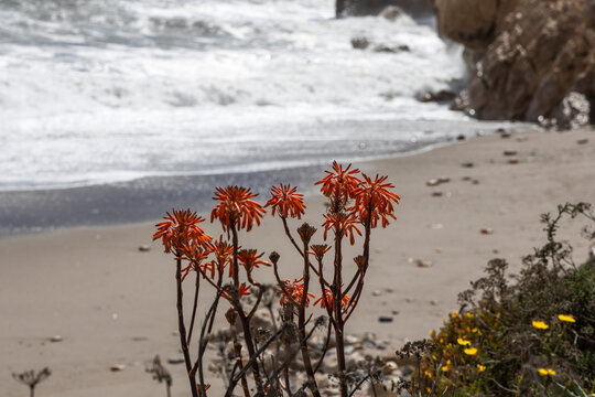Flowering aloe maculata with sea in the background, orange flowers,  soap aloe bloom in Spain