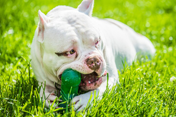 American Bully dog male with toy outside