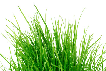 Obraz premium green juicy grass isolated on white background